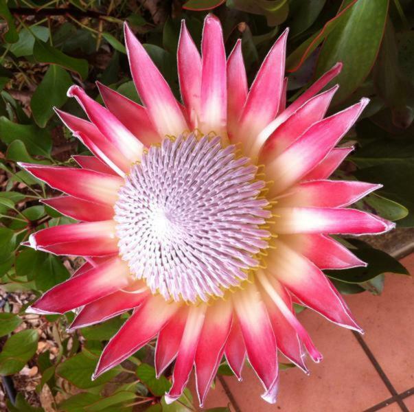Protea Cottage George Kültér fotó